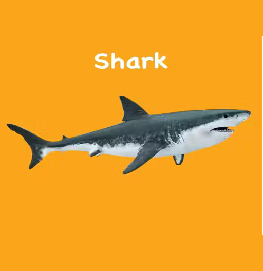 Board Book: Touch And Feel Ocean World